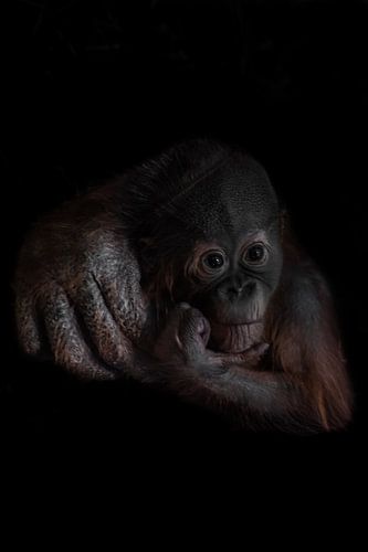 A pensive sad orangutan cub is sad, props his head with his hand, his mother's hand represents care 