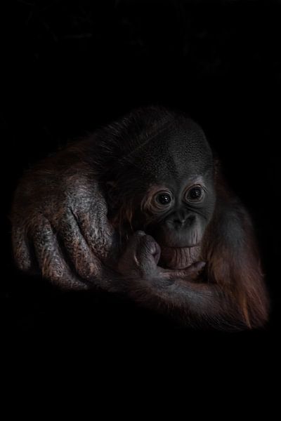 Un petit orang-outan triste et pensif est triste, il soutient sa tête avec sa main, la main de sa mè par Michael Semenov
