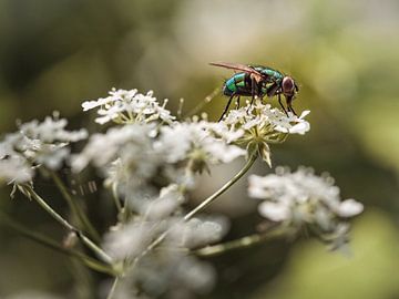 Mouche sur Rob Boon