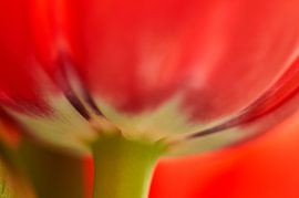 Detail rode tulp van Ad Jekel