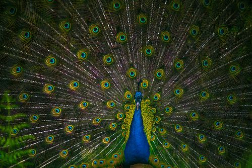 Grün in voller Pracht