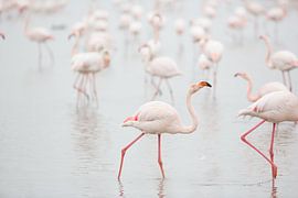 Flamingos am Morgen von Kris Hermans