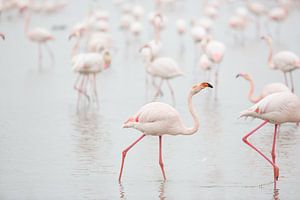 Flamingo's in de ochtend van Kris Hermans