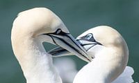 John of Gaunt couple in love in Helgoland, Germany by Maurice Verschuur thumbnail