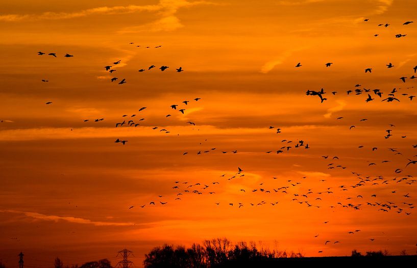 Vögel in der Morgensonne von joyce kool
