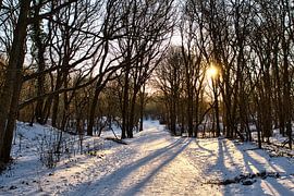 Landscape snow in the woods