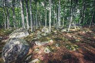 Waldspaziergang in Schweden von Skyze Photography by André Stein Miniaturansicht