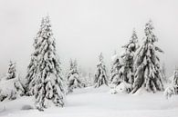 Besneeuwde Bomen in Noorwegen - 2 van Adelheid Smitt thumbnail