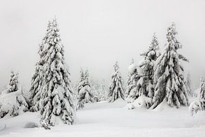 Schneebedeckte Bäume in Norwegen - 2 von Adelheid Smitt