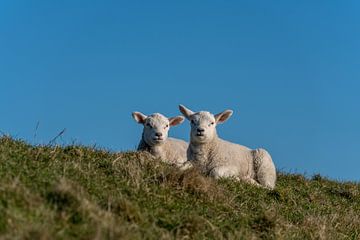 Lämmer und Schafe auf Texel