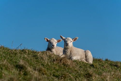Lammetjes en schapen op Texel