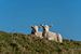 Agneaux et moutons à Texel sur Texel360Fotografie Richard Heerschap