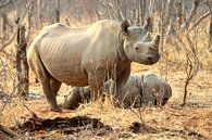 rhino in Zambia by Merijn Loch thumbnail