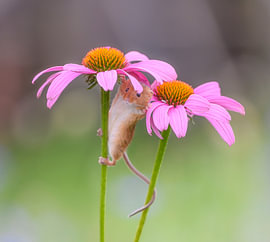 Das Mäuschen posiert zwischen den Blumen von Ron Frenken
