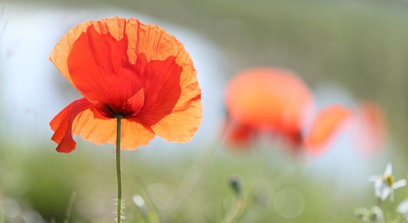 Poppy 4 by patrick verweire