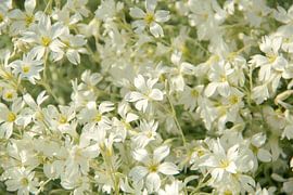 Frühlingsgeflüster von Inspiration