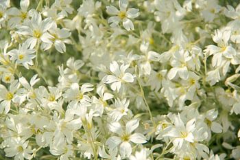 Frühlingsgeflüster