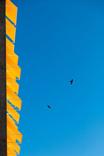 Vogels in de zon
