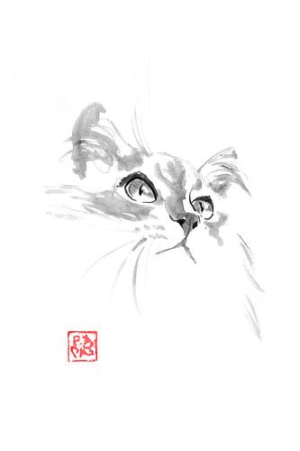 fluffy kitty cat by Péchane Sumie