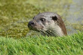 Europäische Fischotter (Lutra lutra)