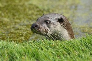 Loutre d'Europe (Lutra lutra)