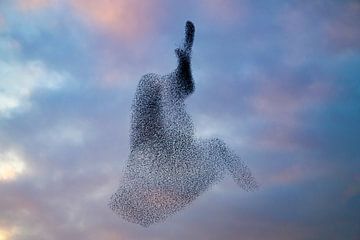 Starling murmuration in the sky during sunset by Sjoerd van der Wal Photography