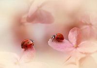 Marienkäfer auf rosa Hortensien.