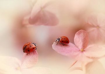 Ladybirds on pink hydrangea., Ellen van Deelen by 1x