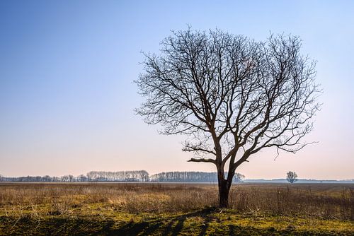 Kale boom in een leeg landschap