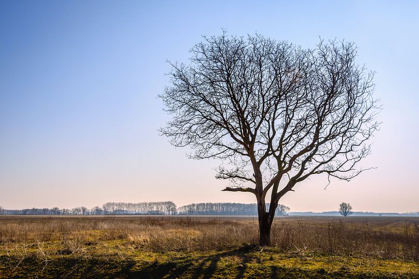 Nackter Baum in einer leeren Landschaft von Ruud Morijn