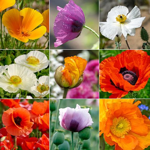 Magic poppy by christine b-b müller