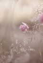 flowers part 138 by Tania Perneel thumbnail