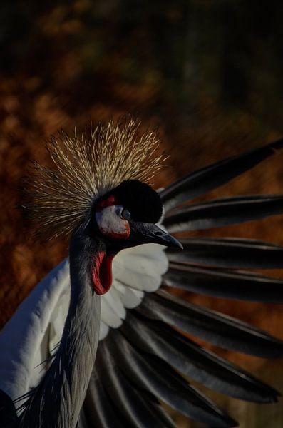 Crowned crane with wing by Yvonne van der Meij