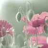 Pink poppies time by Tanja Riedel