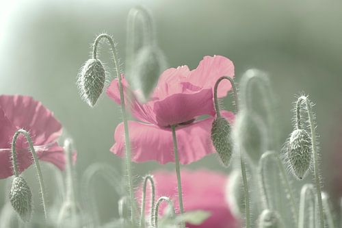 Pink poppies time
