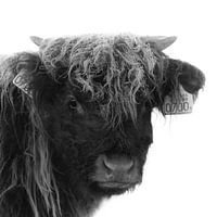 Schottischer Highlander