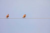 Two birds with one cable