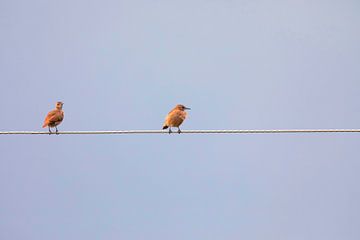 Twee vogels met één kabel van Vicente M