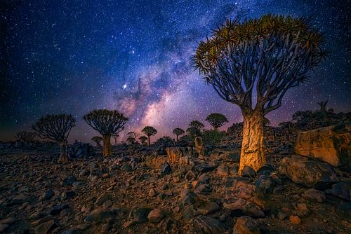 Quivertree forest by Loris Photography