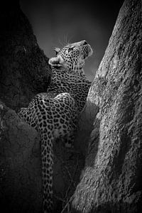 Luipaard in black & white van YvePhotography