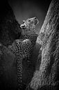 Leopard in schwarz & weiß von YvePhotography Miniaturansicht