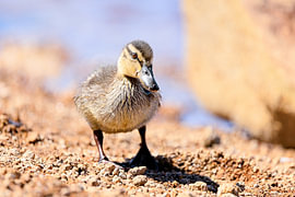 Jeune caneton de canard colvert à l'Oderteich, dans le Harz sur Niklas Voth