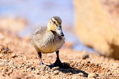 Jeune caneton de canard colvert à l'Oderteich, dans le Harz