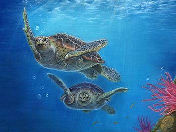 Schildkröten Zeichnung Leontine van Vliet