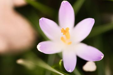 Krokusbloem met delicate bloemblaadjes. Filigraan bloem, gedetailleerd van Martin Köbsch