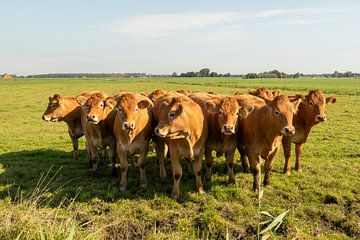 neugierige Kälber im grünen holländischen Gras von Caroline Pleysier