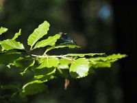 Queue d'hirondelle des bois dans les derniers rayons du soleil