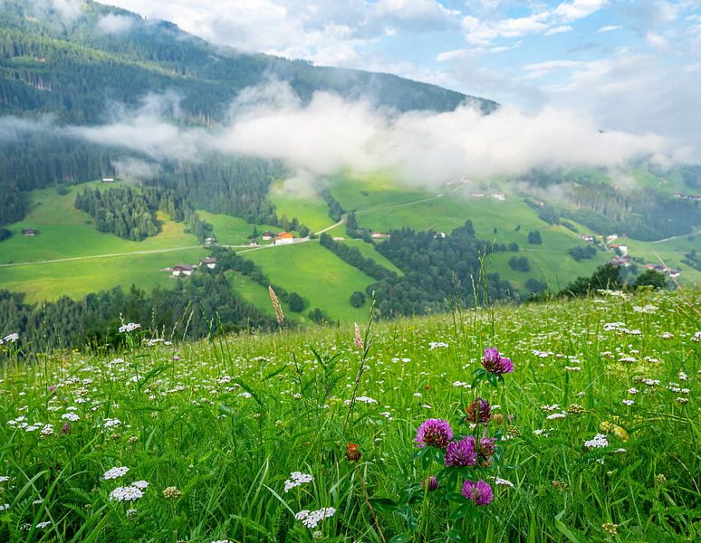Sommerliche Blumenwiese in den Berg von Tirol von Animaflora PicsStock