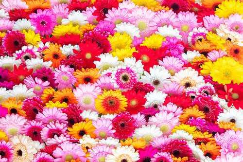 Kleuren overvloed van Gerbera's