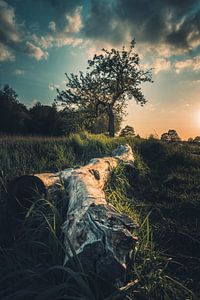 Abendstimmung in den Rieselfeldern von Steffen Peters